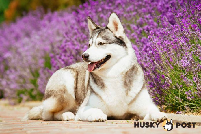 Siberian Husky