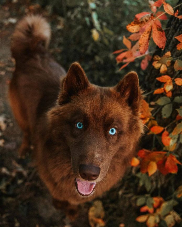 All Brown Husky